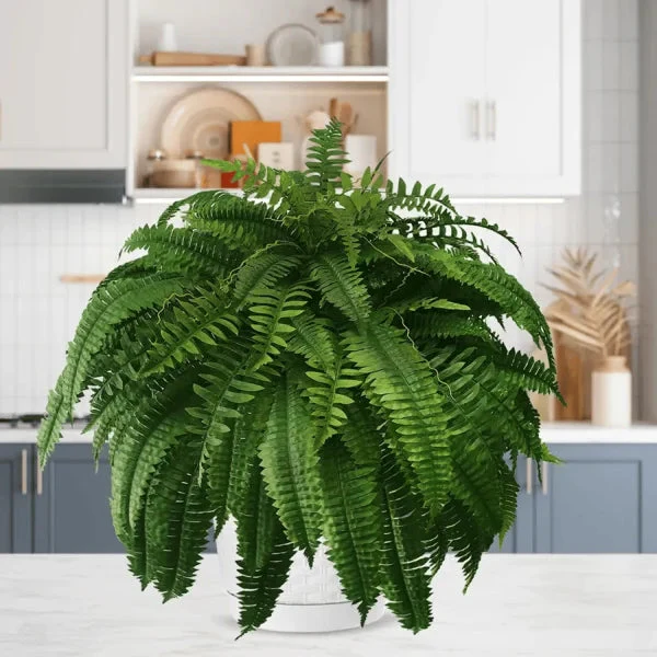 This Week's Special Price $19.99 UV Resistant Lifelike Artificial Boston Fern - Image 8