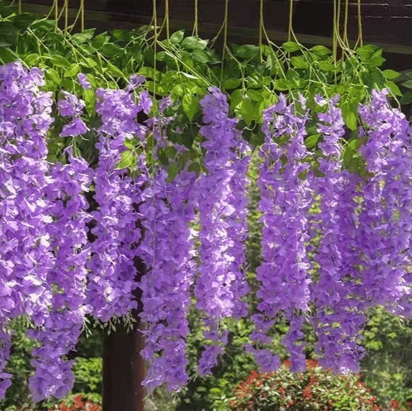 UV Simulation Artificial Wisteria - Image 15